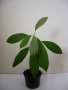 Авокадо - дръвчета - фиданки, снимка 1 - Градински цветя и растения - 28564002