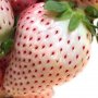 100 семена от плод бяла ягода органични плодови бели ягодови семена от вкусни ягоди отлични плодове , снимка 7