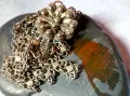 Стара ВЪЗРОЖДЕНСКА ФИЛИГРАННА ГРИВНА с ЩИФТ СРЕБРО ВИСОКА ПРОБА УНИКАЛНА КУЮМДЖИЙСКА ИЗРАБОТКА 48795, снимка 5