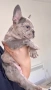 Френски булдог бебе/french bulldog, снимка 5