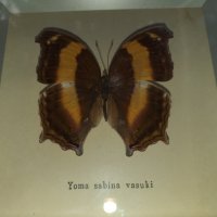 Пеперуда в рамка, снимка 3 - Антикварни и старинни предмети - 42977254