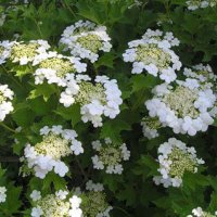 Жълта калина(viburnum opulus xanthocarpum), снимка 4 - Градински цветя и растения - 27729654