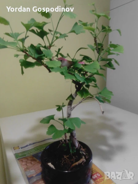 Продавам истински живи бонсаи от устойчиви дървесни видове., снимка 1