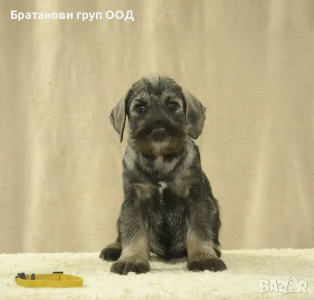 Среден Шнауцер женски кученца, снимка 1