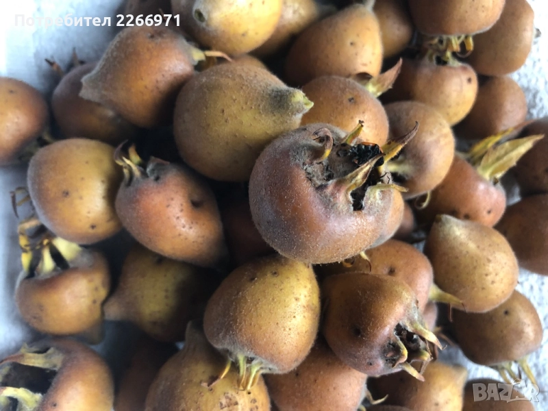 Мушмули, снимка 1