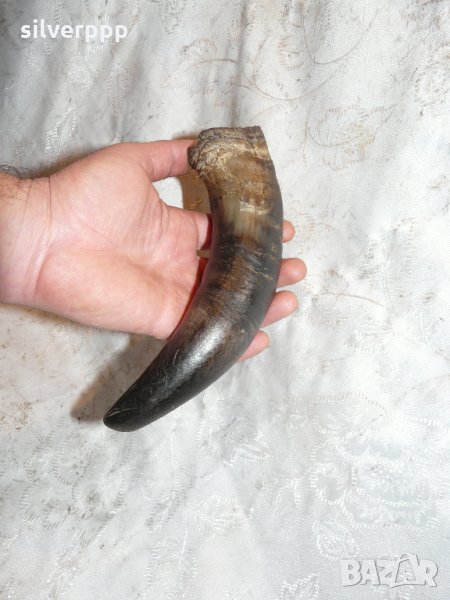  Стар кравешки рог  - 1, снимка 1