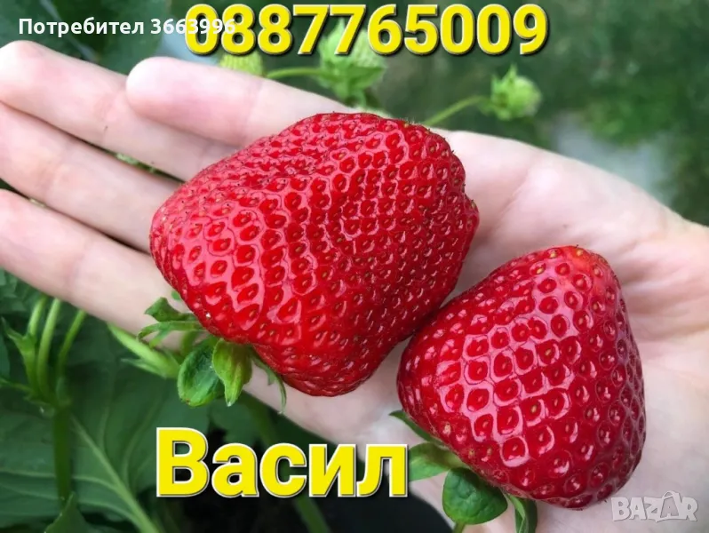 Продавам елитен разсад ягоди и малини , снимка 1