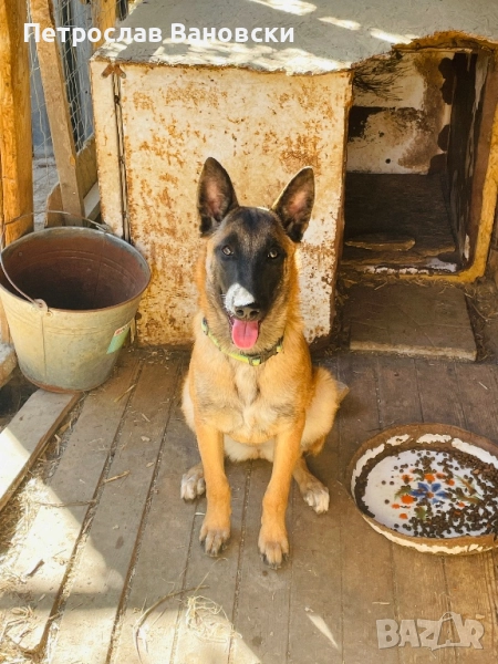 Белгийска овчарка (Малиноа), снимка 1