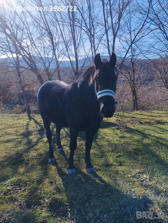 Продавам кобили, снимка 1