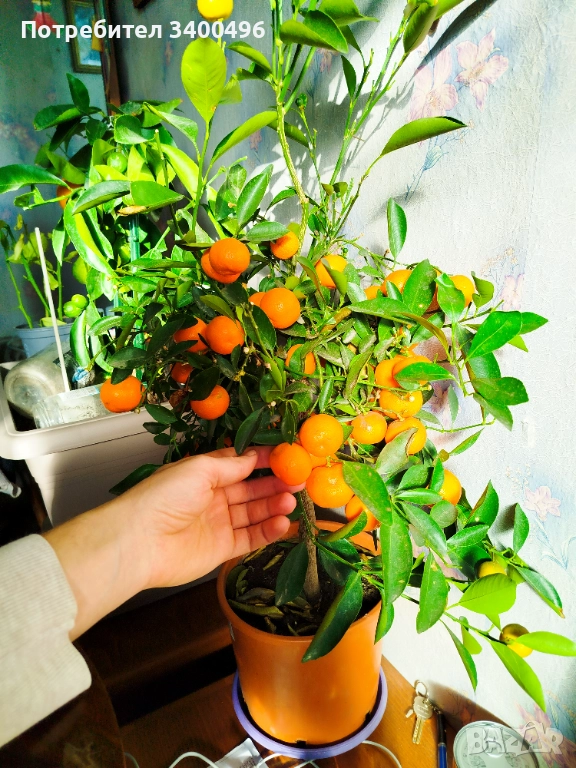 Мандарина в саксия, снимка 1