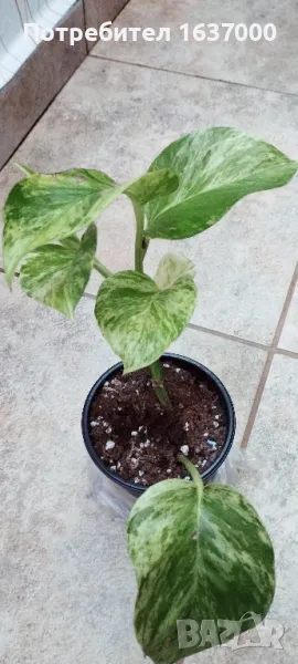 Епипремнум Мраморна кралица , снимка 1