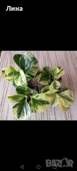 Пеперомия/ Peperomia obtusifolia "Green Gold" , снимка 1