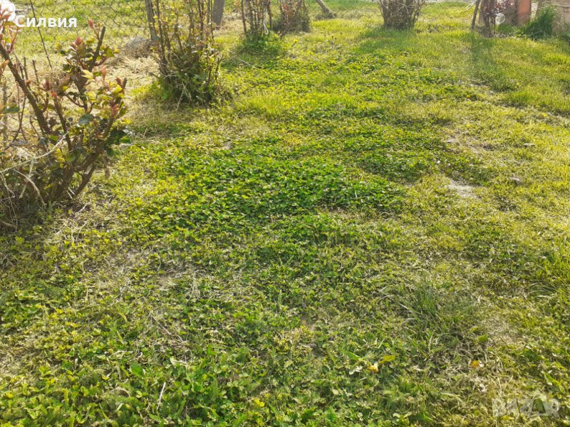 Косене на треви, храсти и рязане на клони. Почистване на дворни места и парцели. КАРЛОВО-СОПОТ-др., снимка 1