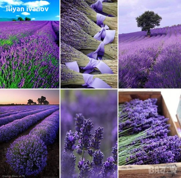 Лавандулово масло продавам, снимка 1