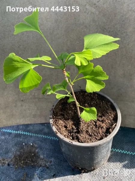 Гинко билоба разсад , снимка 1