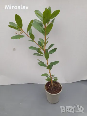 Ягодово дърво/Arbutus unedo (кумарка), снимка 9 - Градински цветя и растения - 49323572