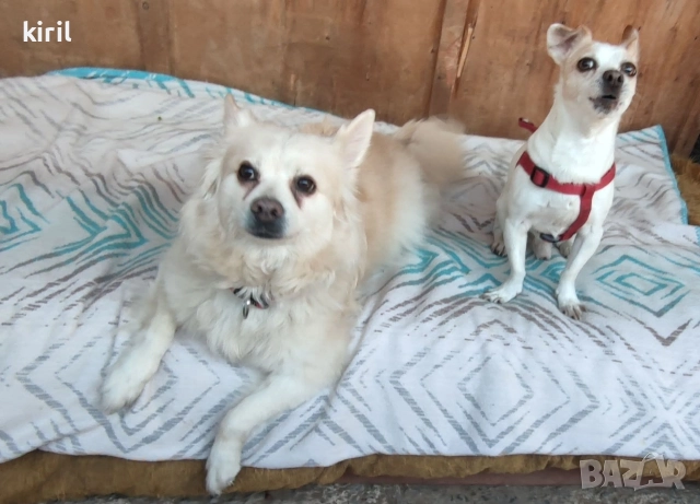 Хотел за кучета - Игри на воля , снимка 7 - Други услуги - 52645885