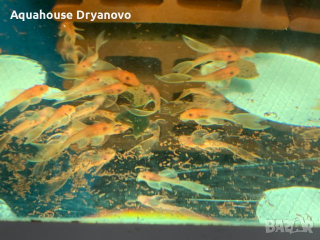 Анцитрус Super Red Longfin (ANCISTRUS SP.),3/3+см, снимка 2 - Рибки - 43504263