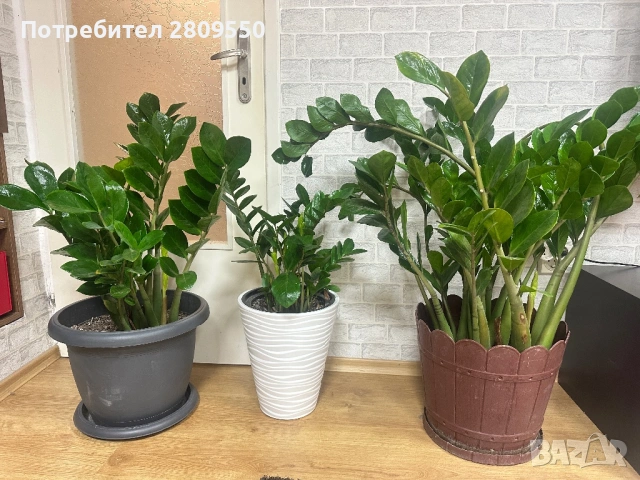 замиокулкас растения Цветя