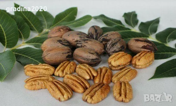 Разсад Орех Пекан