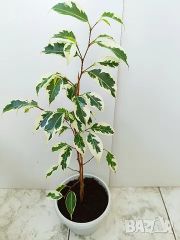 Аглаонема, Бенджамин и други стайни растения , снимка 9 - Стайни растения - 46295372