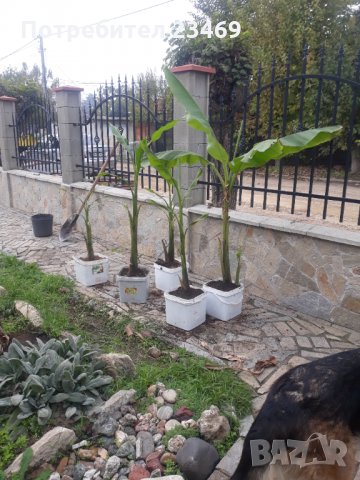 Банан . Бананова палма , снимка 6 - Градински цветя и растения - 33713944