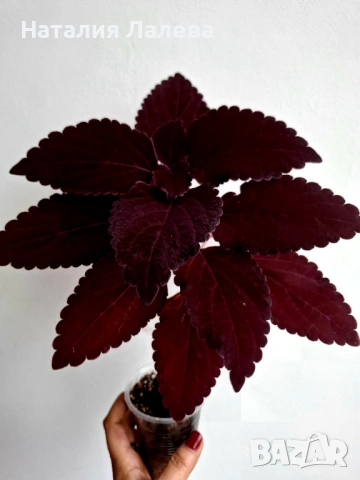Колеус, coleus black dragon, снимка 3 - Стайни растения - 53592154