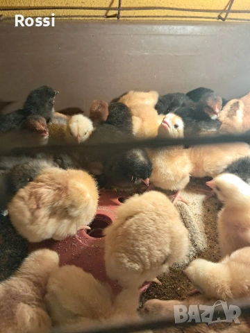 Дворни пиленца и от сини яйца, снимка 6 - Кокошки и пуйки - 53276186