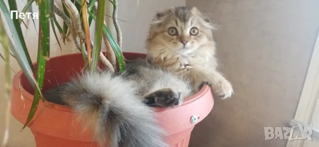 За разплод. Шотландски дългокосмест клепоух. , снимка 6 - Британска късокосместа - 48632292