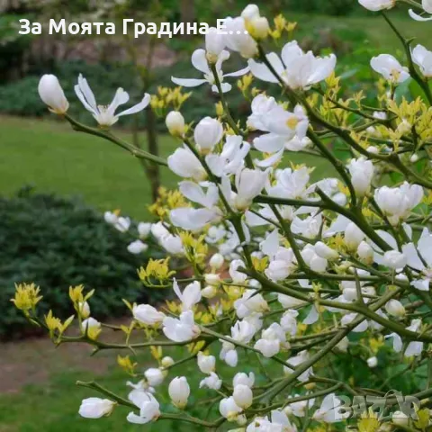 Див 🍋 лимон, снимка 3 - Градински цветя и растения - 49489988