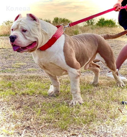 ТОП Американско були ХЛ / American bully XL, снимка 5 - Други - 53365355