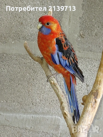 Продавам папагал пенантова розела, снимка 5 - Папагали - 51671575