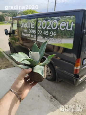 Агаве Американа Блу, снимка 3 - Разсади - 51161280