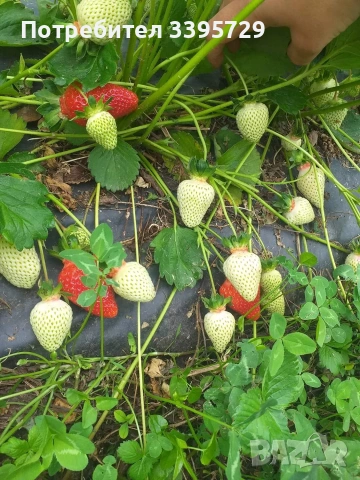 разсад за ягоди и малини записвам за март месец , снимка 5 - Разсади - 53264142