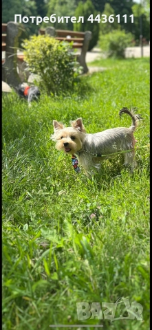 Мъжки йоркширски териер на 1 година, снимка 2 - Йоркширски териер - 52905621