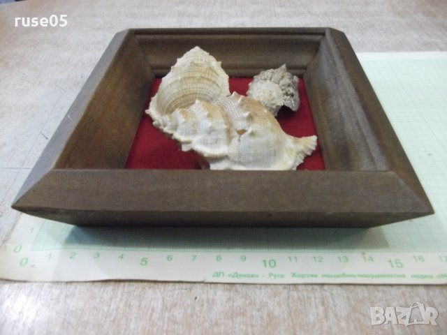 Раковини в дървена рамка, снимка 6 - Други ценни предмети - 34641107