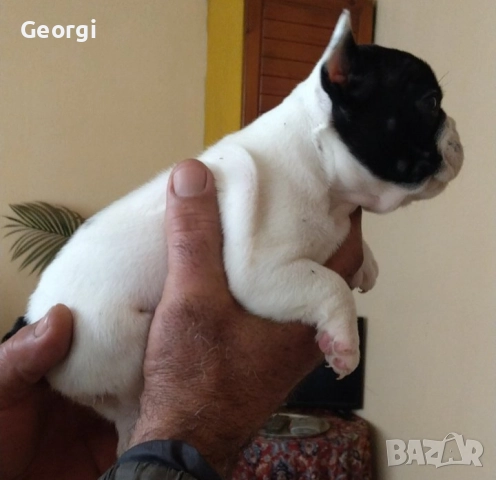 Френски булдог/малки кученца , снимка 9 - Френски булдог - 52590685
