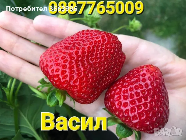 Продавам елитен разсад ягоди и малини , снимка 1