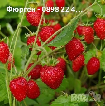 Горска Ягода Сорт Регина