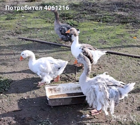 Къдрави гъски , снимка 4 - Патици и гъски - 52627779