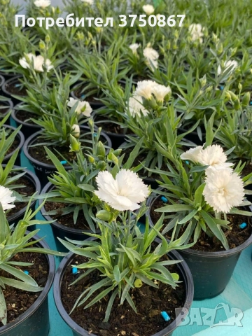 🧡💜🧡 Карамфил/Dianthus 🧡💜🧡, снимка 12 - Градински цветя и растения - 52139554