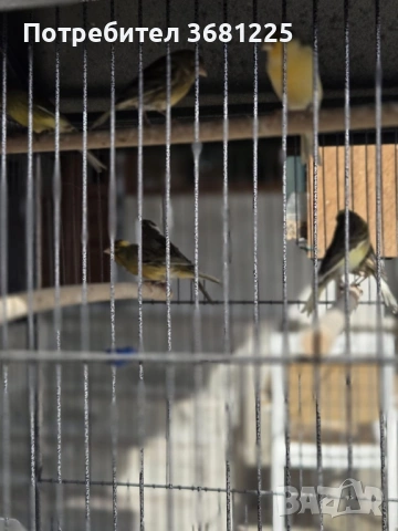 Испански Тимбрадо канарчета 2025, снимка 3 - Канари - 53594372