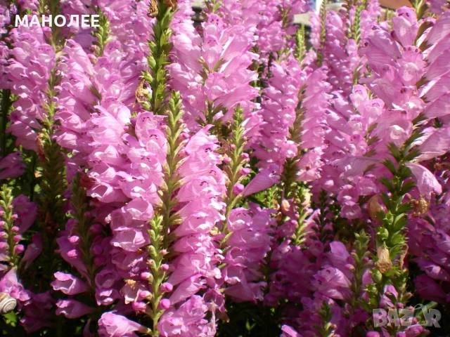 Физостегия-2 цвята