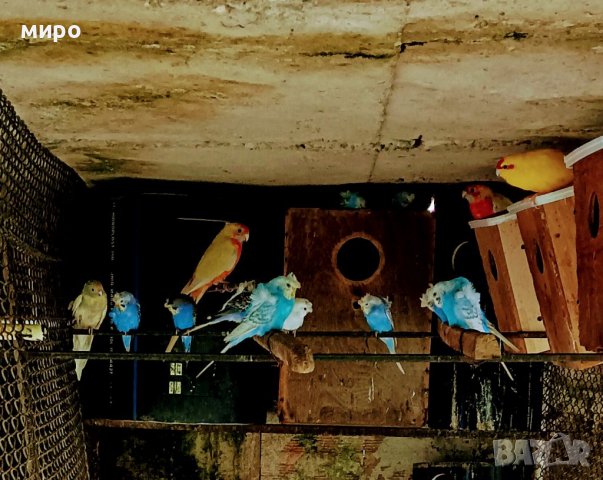 ТКБ Хеликоптери , снимка 7 - Папагали - 38350184