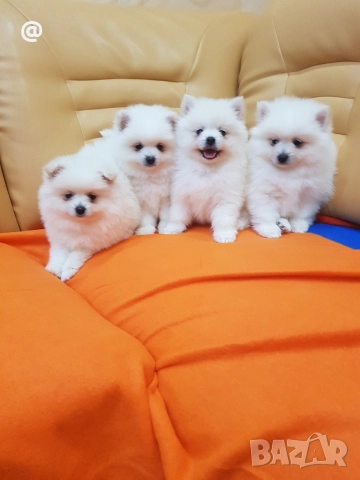 Померан померанчета снимки от днес 13.12.2025г Гр. София , снимка 10 - Померан - 52775963