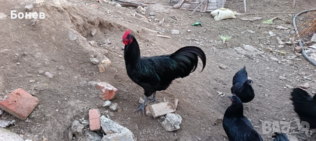 Петли Австролорп, снимка 6 - Кокошки и пуйки - 52185791