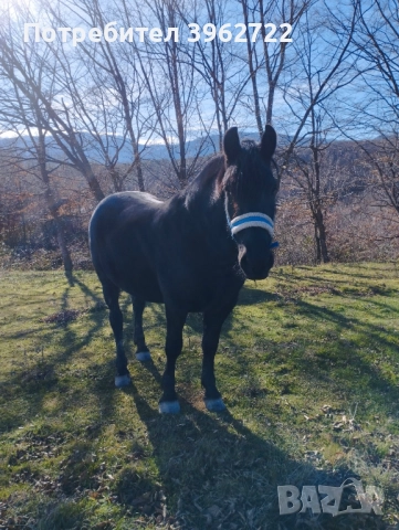 Продавам кобили