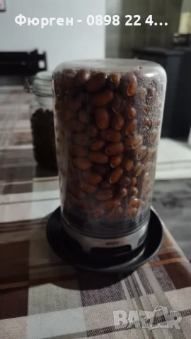 Палма Канарска - финикова, снимка 6 - Разсади - 48200231