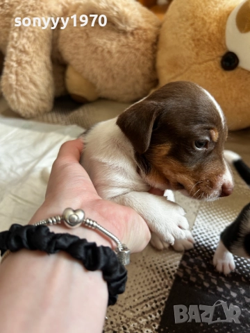 JACK RUSSELL TERRIER-250ЛВ ЗА КУТРЕ 0810250609, снимка 4 - Джак ръсел териер - 51981704