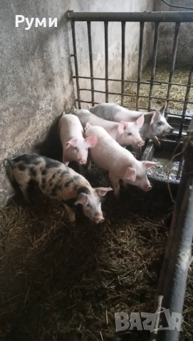 Продавам прасенца 30-35кг, снимка 6 - Прасета - 52775404